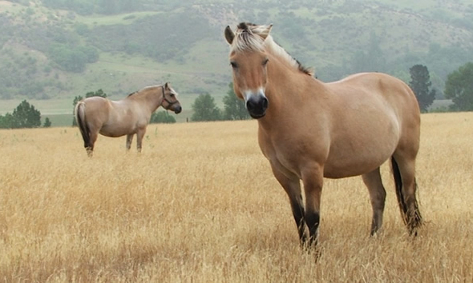 New Zealand Fjord Horses